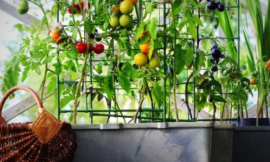 BinnensteBuiten - Een moestuin op het balkon? Het is mogelijk met deze groenten en fruitsoorten