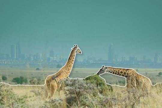 Giraffen met stad op de achtergrond