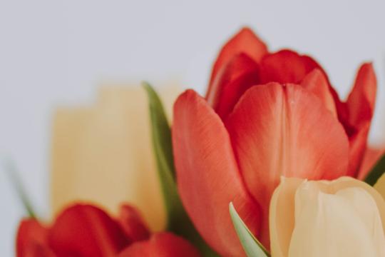 tulpen voor een witte achtergrond