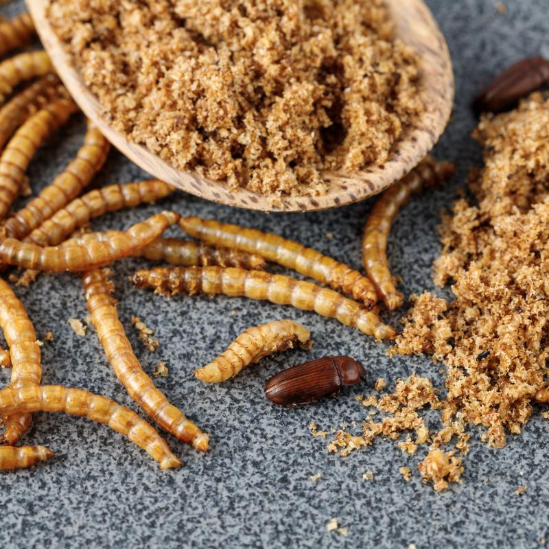 Spraakmakers: In welke voedingsmiddelen mogen insecten verwerkt worden?