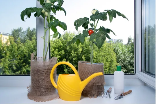 Morgen kan groener - Zet de tomatenplantjes dicht bij een zonnig, raam op het zuiden. 
