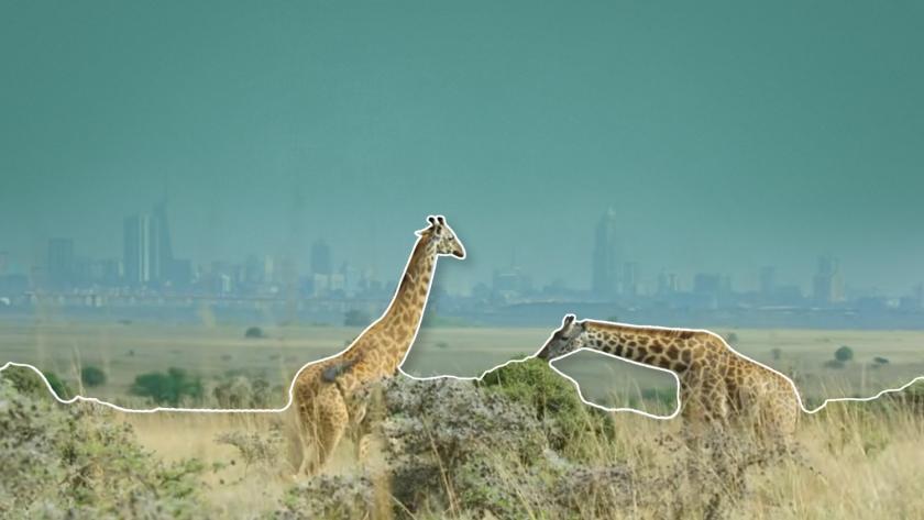 Giraffen met stad op de achtergrond