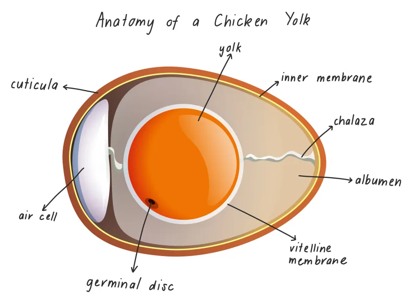 Anatomie van een ei