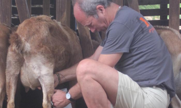 Boer zoekt Vrouw Internationaal: Logeerder Koen melkt een geit