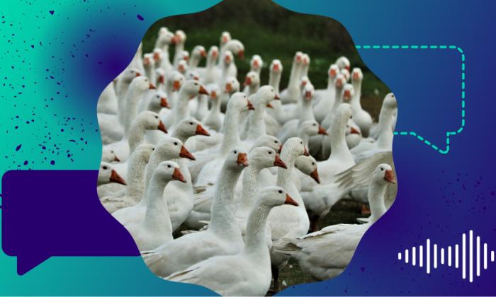 KRO-NCRV Pointer: Vogelgriep