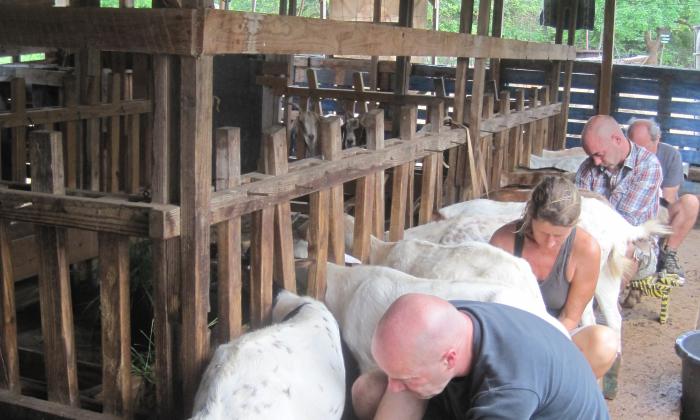 Boer zoekt Vrouw Internationaal: Jan, Patrick en Koen melken de geiten samen met Aletta