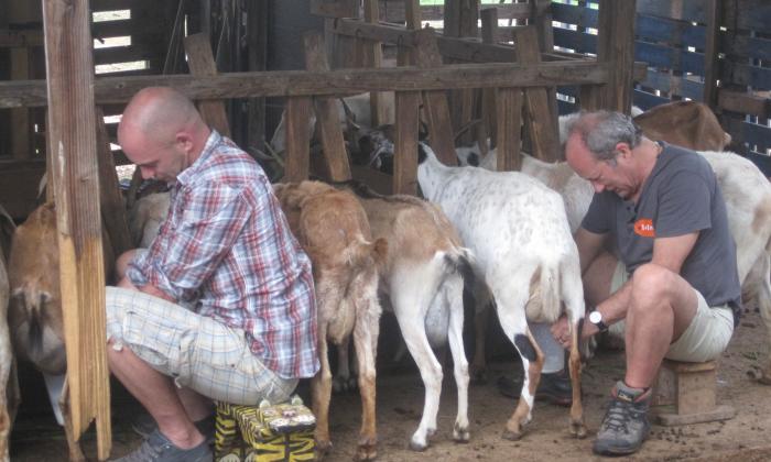 Boer zoekt Vrouw Internationaal: Patrick en Koen melken een geit