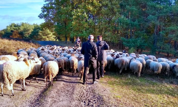 Roderick Zoekt Licht (18.12.18) Limburgse herders op naar Kerst