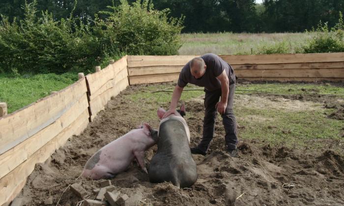 Nieuwe Boeren aflevering 6: Jethro maakt zich zorgen om ziek varken