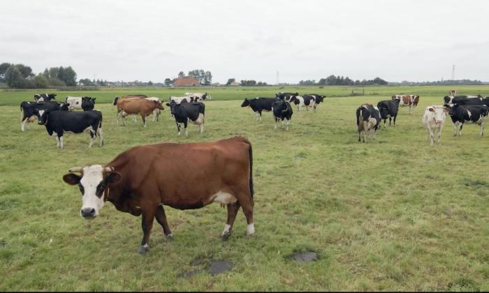 Een weiland vol zwarte en bruine koeien