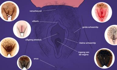 Diagram van een vulva