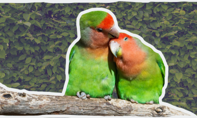 Twee knuffelende lovebirds © Pixabay