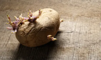 Keuringsdienst van waarde - uitlopers aardappel